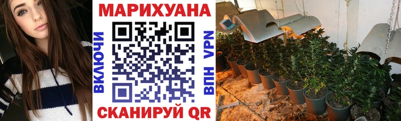 мега ТОР  как найти закладки  Бородино  Конопля сатива 